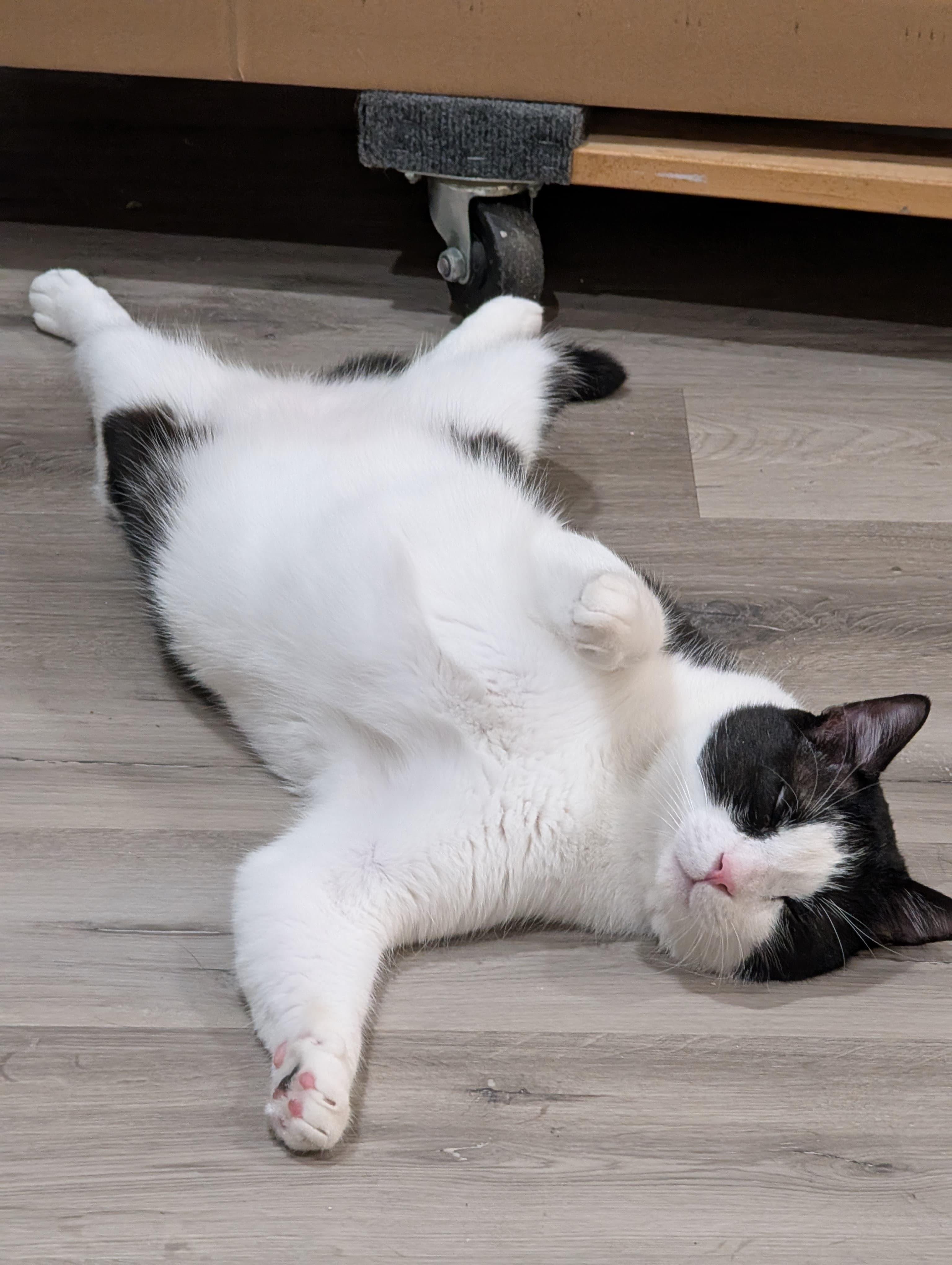 Kung Fu Panda — big, plump, funny, and very talkative, a Adoptable Domestic Short Hair in San Francisco, CA image 5/6