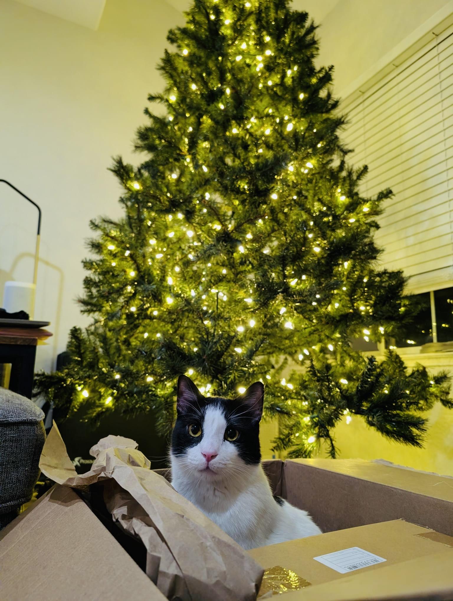 Enlarge Kung Fu Panda — big, plump, funny, and very talkative, a Adoptable Domestic Short Hair in San Francisco, CA image 6/6