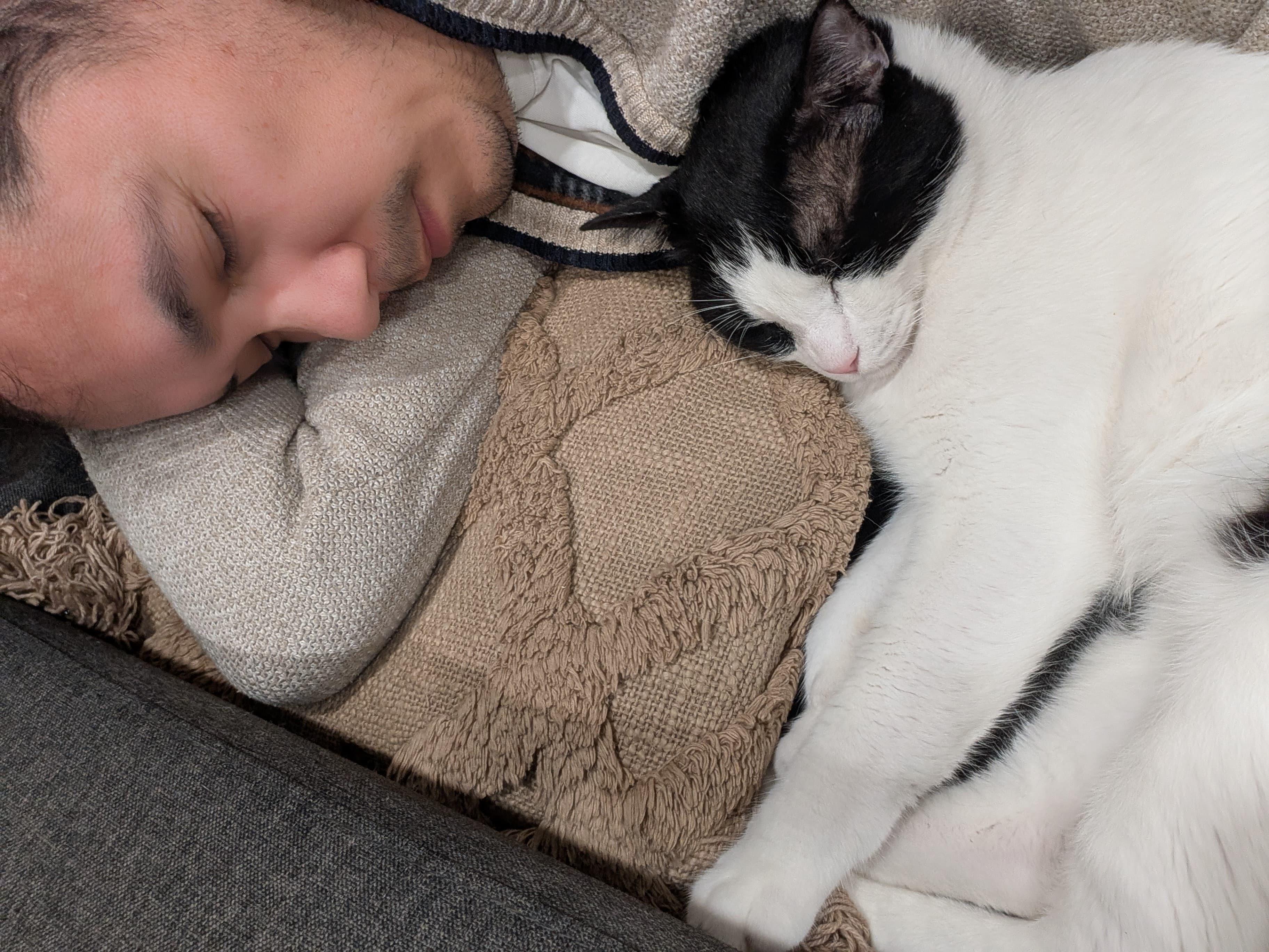 Kung Fu Panda — big, plump, funny, and very talkative, a Adoptable Domestic Short Hair in San Francisco, CA image 3/6