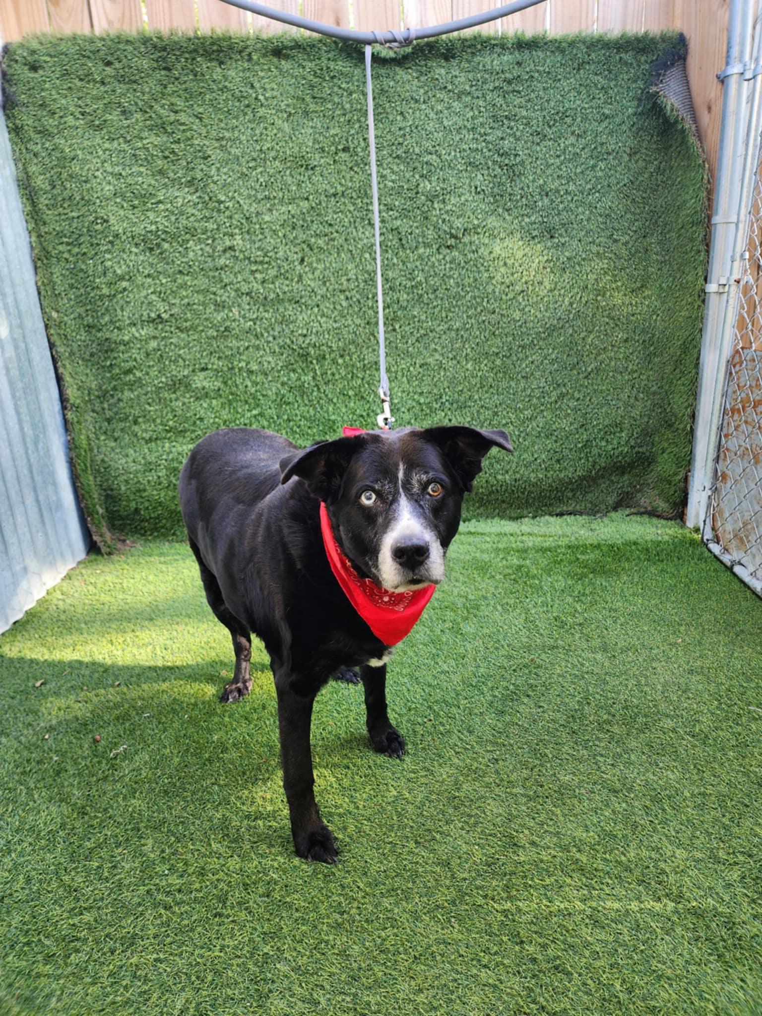 Raven — thumbnail 5