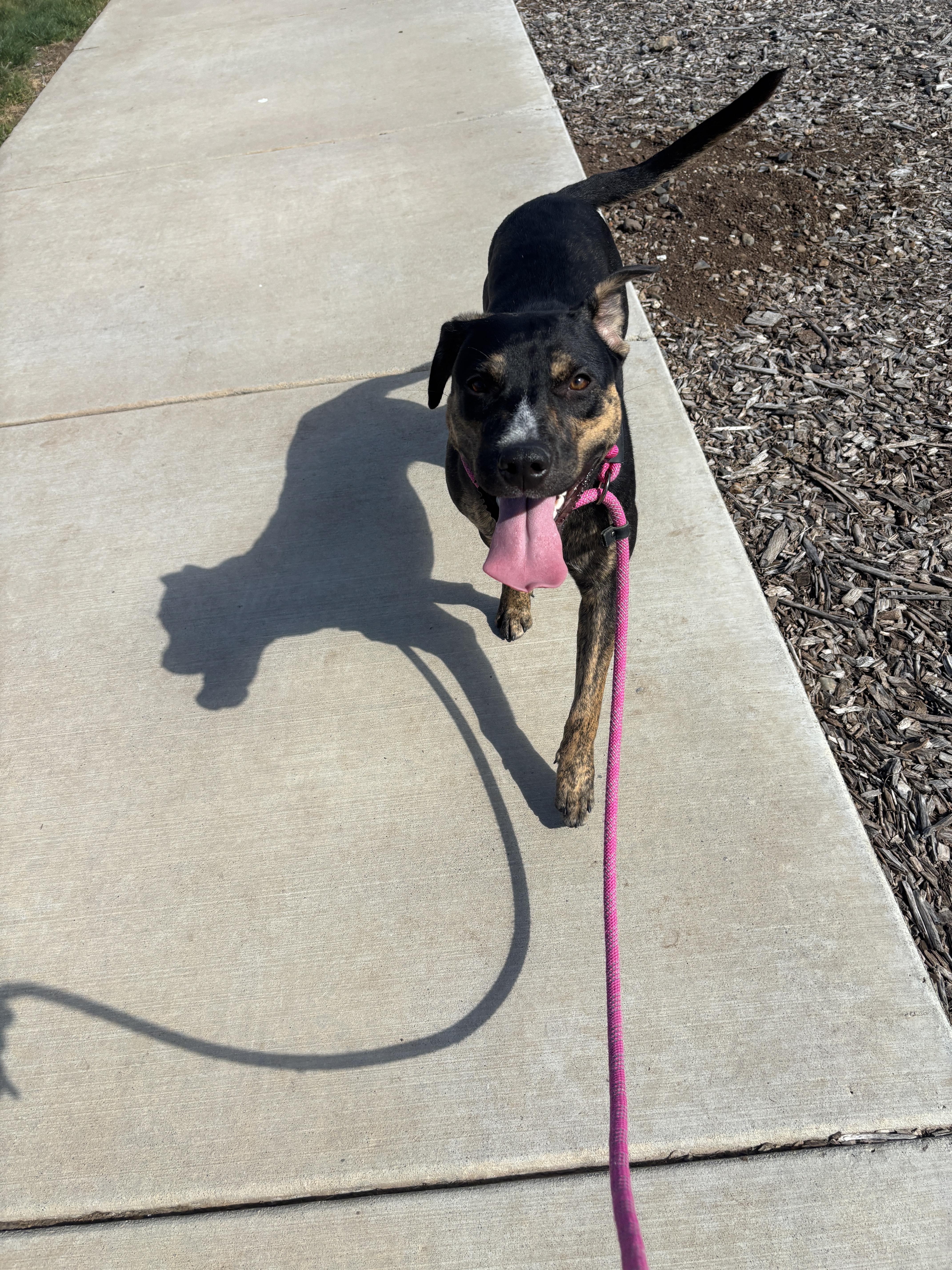 Pixel, Adoptable, Young Female Plott Hound & Labrador Retriever.