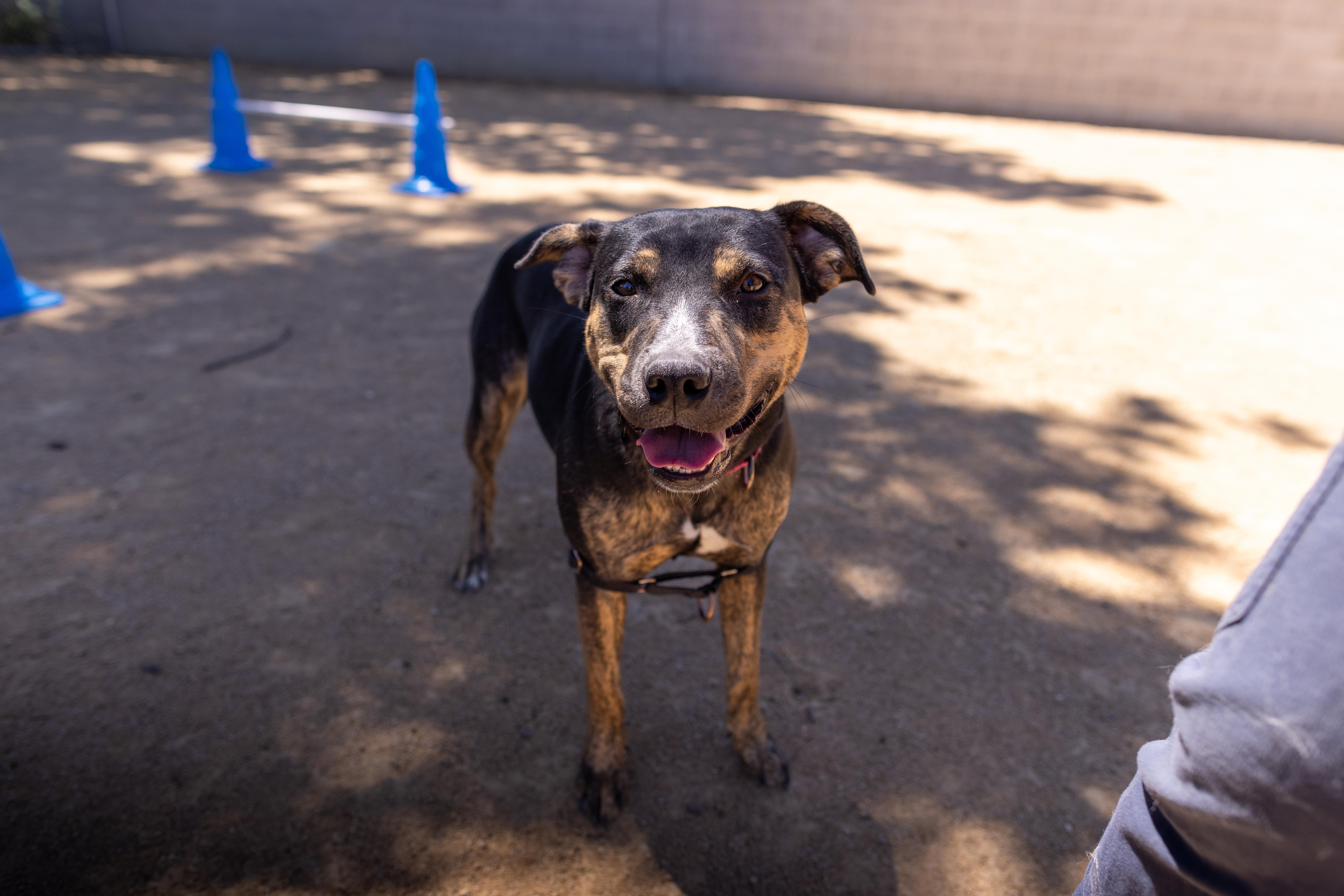 Pixel, a Adoptable mixed breed in Chico, CA image 2/6