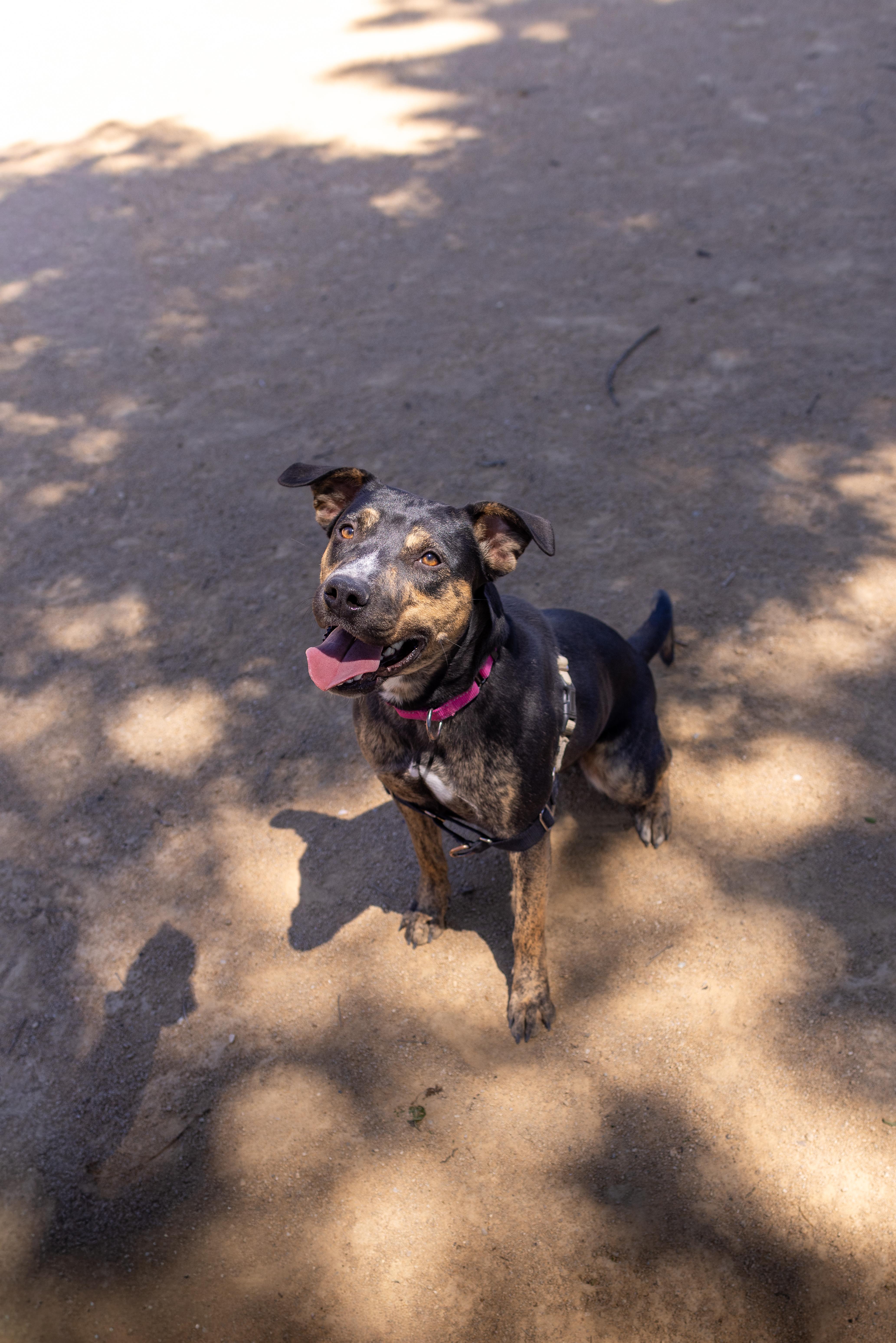 Pixel, a Adoptable mixed breed in Chico, CA image 3/6