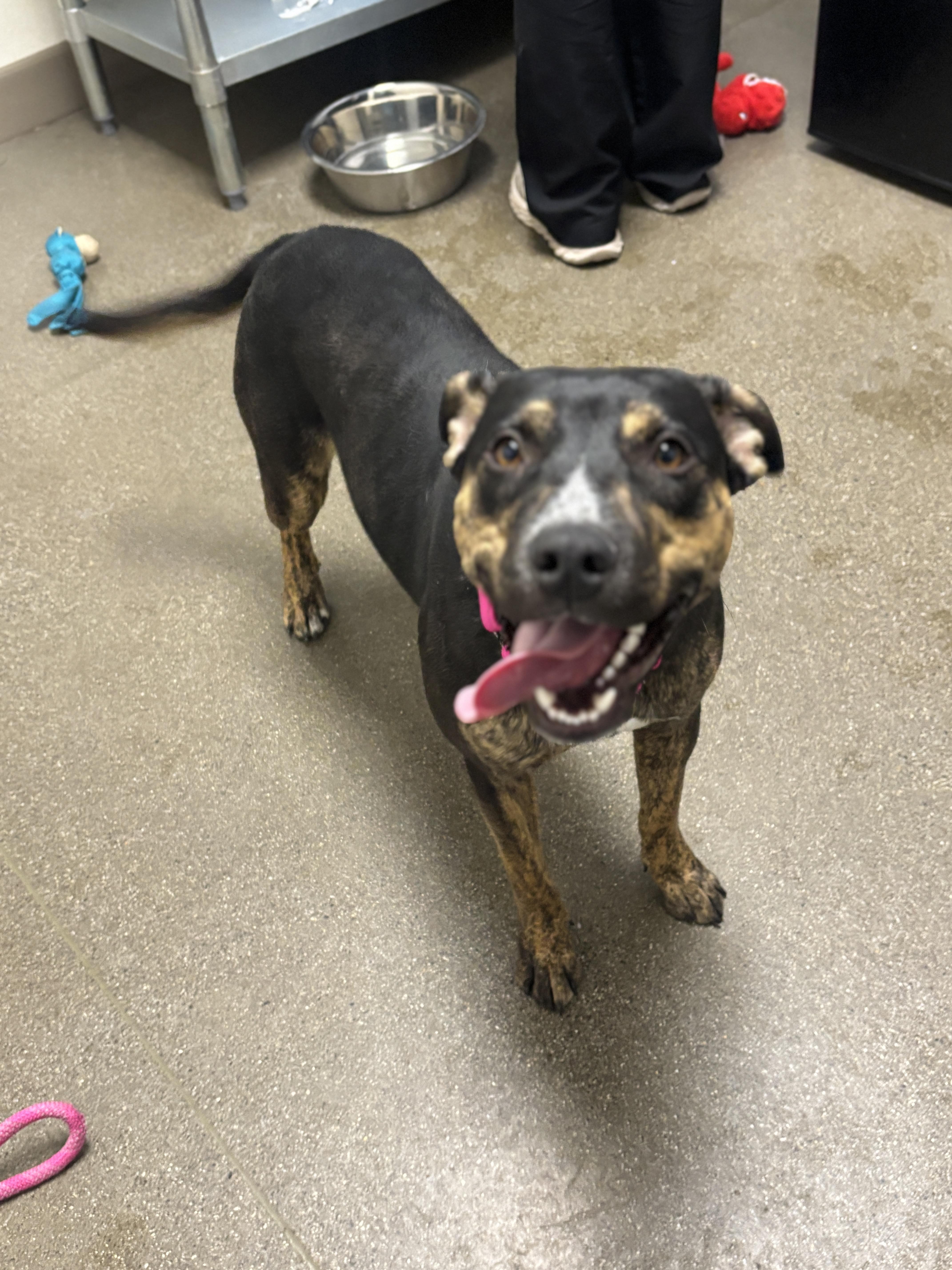 Enlarge Pixel, a Adoptable mixed breed in Chico, CA image 2/3