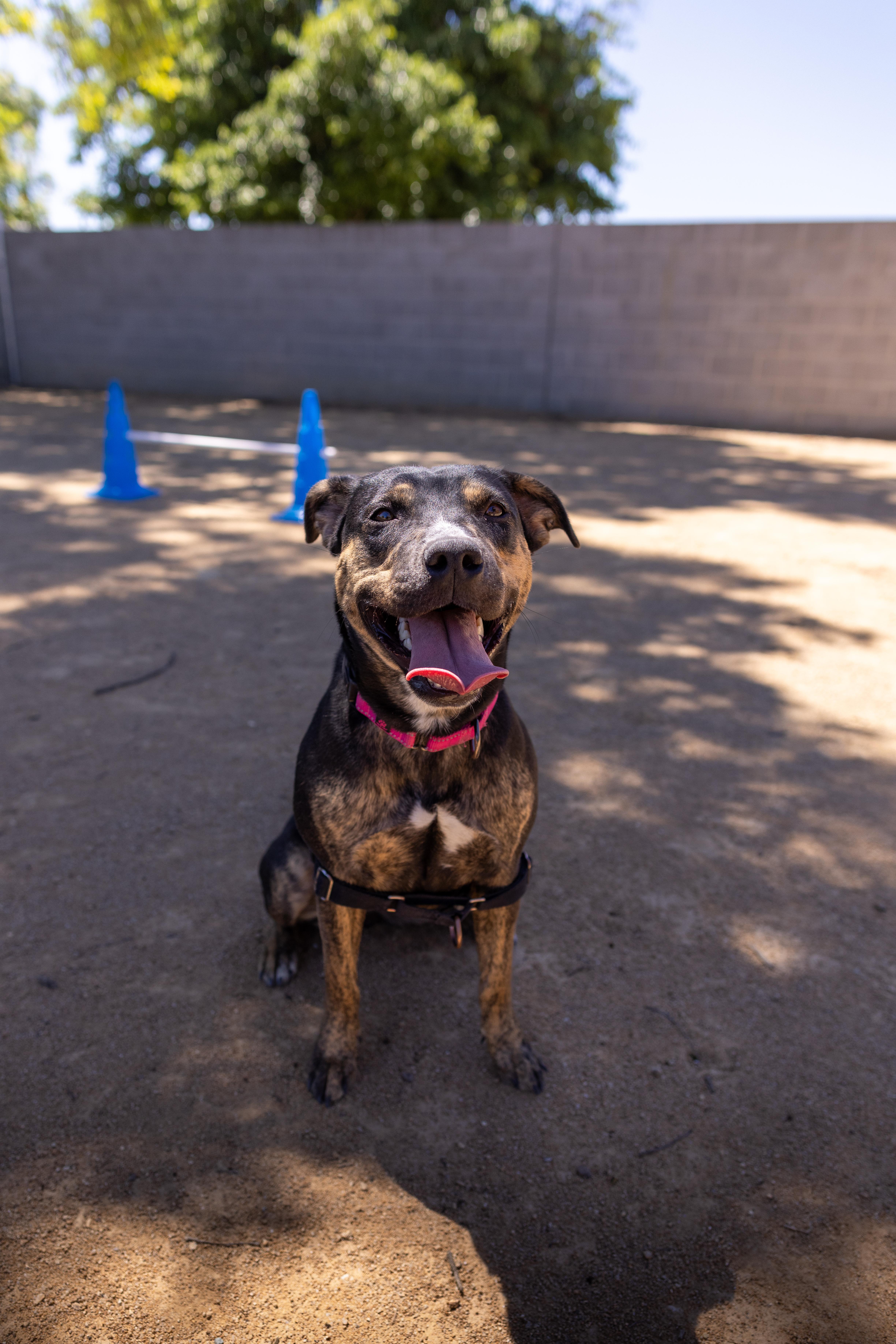 Pixel, a Adoptable mixed breed in Chico, CA image 6/6