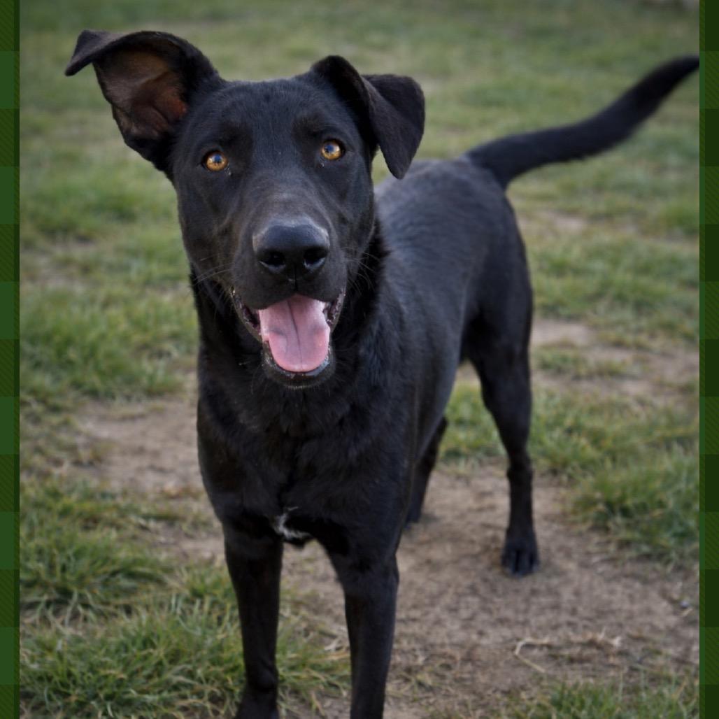 Weller, Adoptable, Young Male Shepherd & Mixed Breed.