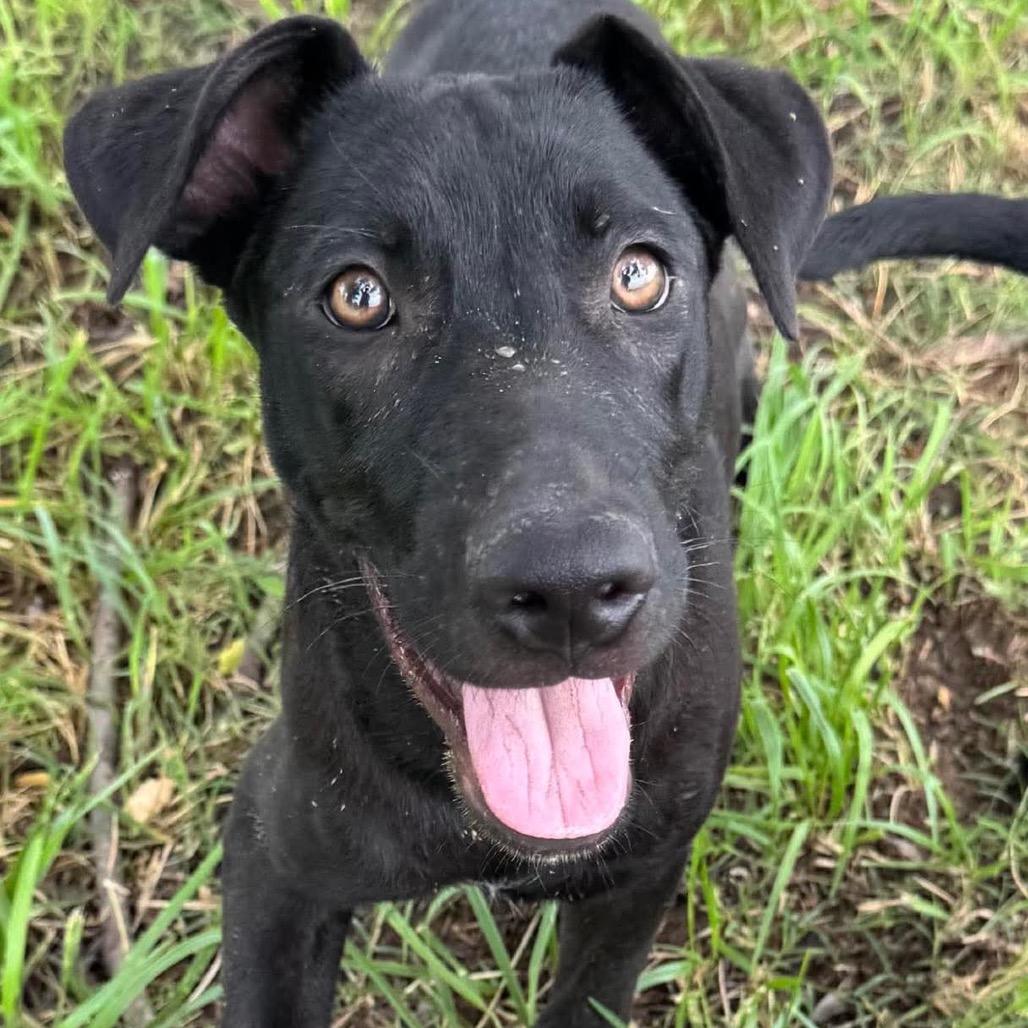 BB pup 3/The Weeknd, Adoptable, Young Male Shepherd & Mixed Breed.