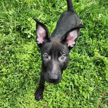 Enlarge BB pup 3/The Weeknd, a Adoptable mixed breed in Hackett, AR image 2/6