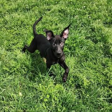 Enlarge BB pup 3/The Weeknd, a Adoptable mixed breed in Hackett, AR image 5/6