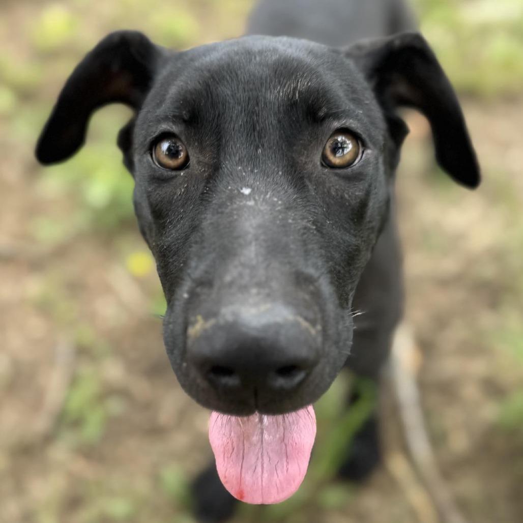 Enlarge BB pup 3/The Weeknd, a Adoptable mixed breed in Hackett, AR image 6/6