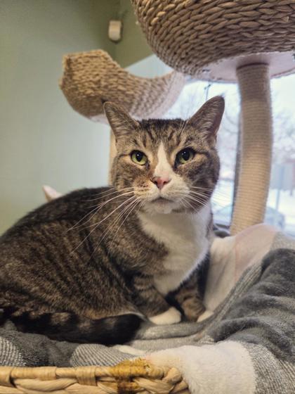 Embers, Adoptable, Senior Female Domestic Short Hair & Domestic Short Hair.