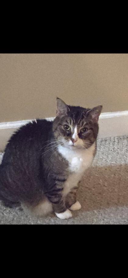 Enlarge Embers, a Adoptable mixed breed in South Bend, IN image 2/2