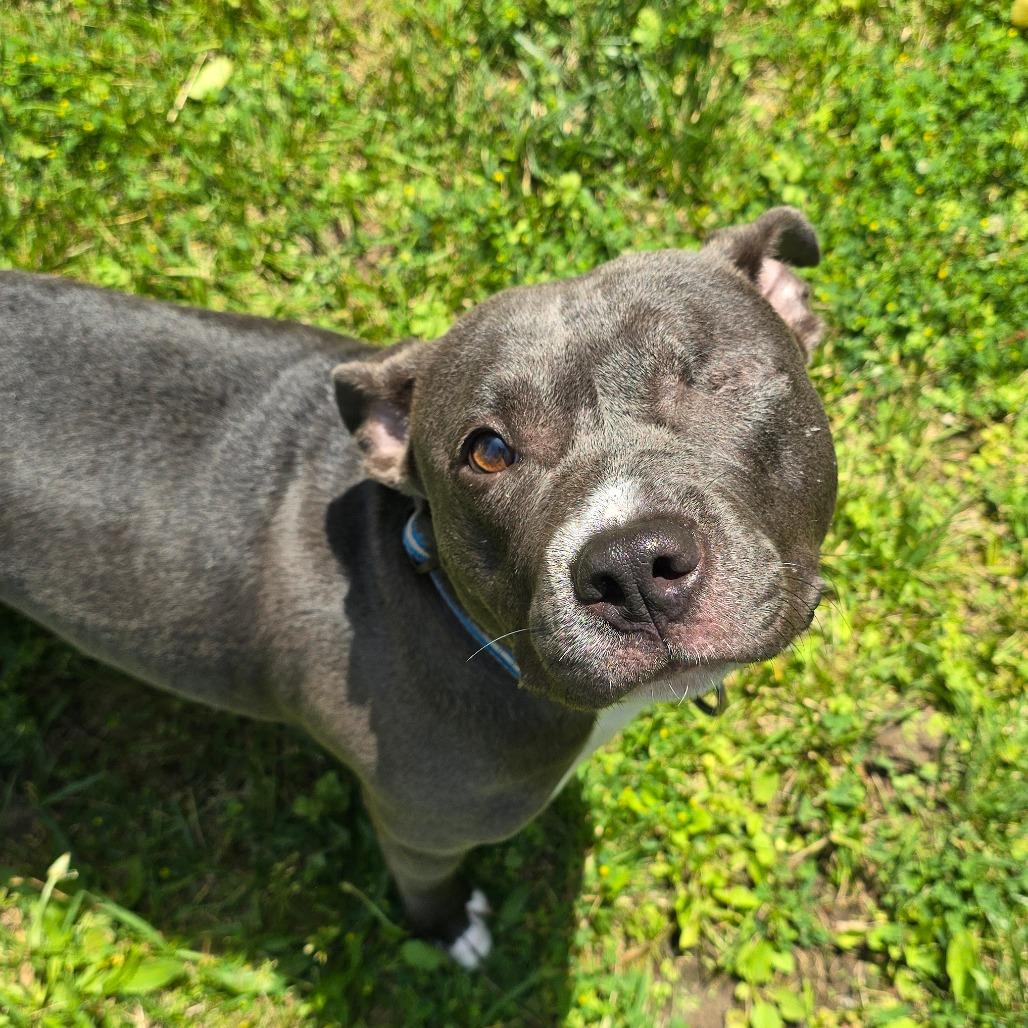 Lemon, Adoptable, Adult Female American Staffordshire Terrier.