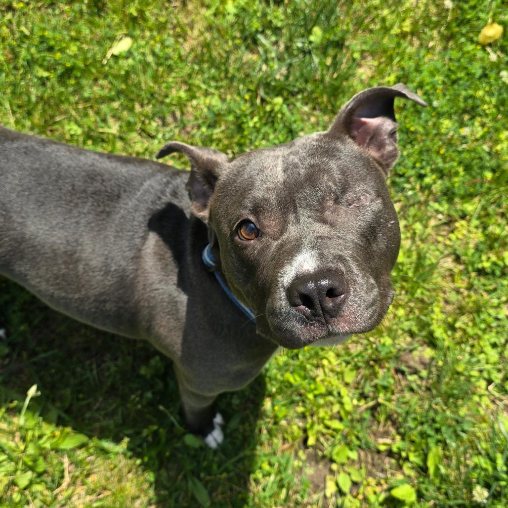 Enlarge Lemon, a Adoptable American Staffordshire Terrier in Grand Rapids, MI image 2/6
