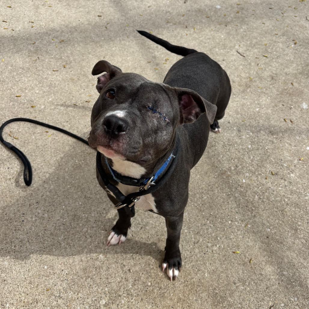 Lemon, Adoptable, Adult Female American Staffordshire Terrier.