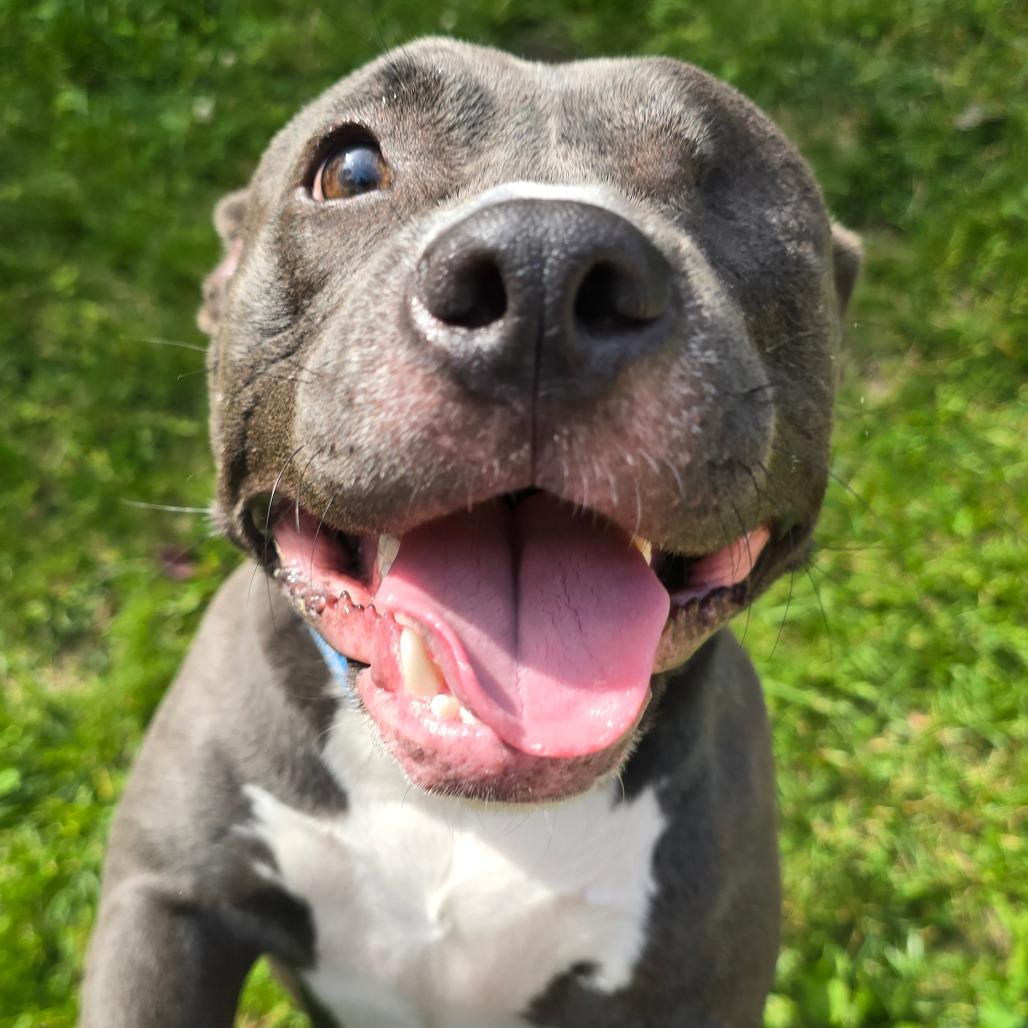 Enlarge Lemon, a Adoptable American Staffordshire Terrier in Grand Rapids, MI image 4/6