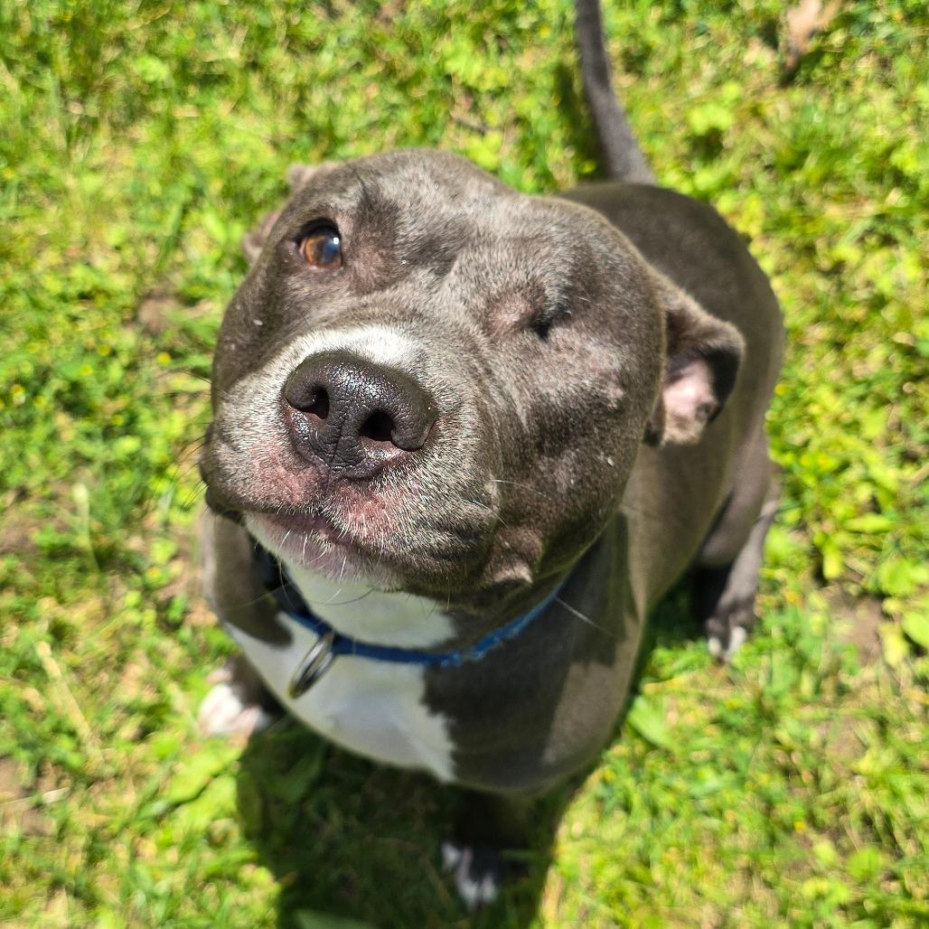 Enlarge Lemon, a Adoptable American Staffordshire Terrier in Grand Rapids, MI image 5/6