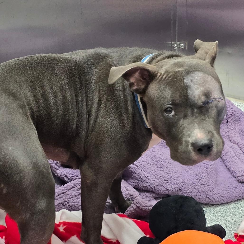 Lemon, a Adoptable American Staffordshire Terrier in Grand Rapids, MI image 3/4