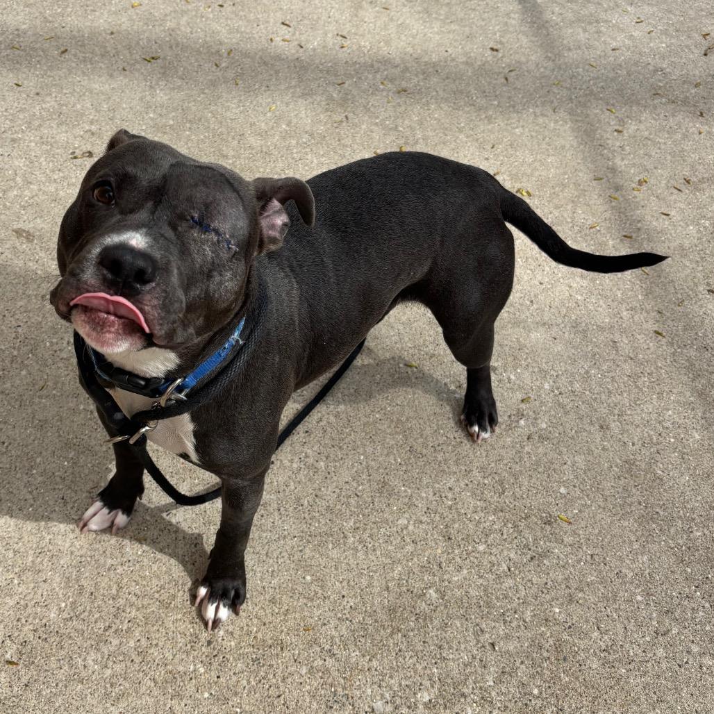 Lemon, a Adoptable American Staffordshire Terrier in Grand Rapids, MI image 4/4