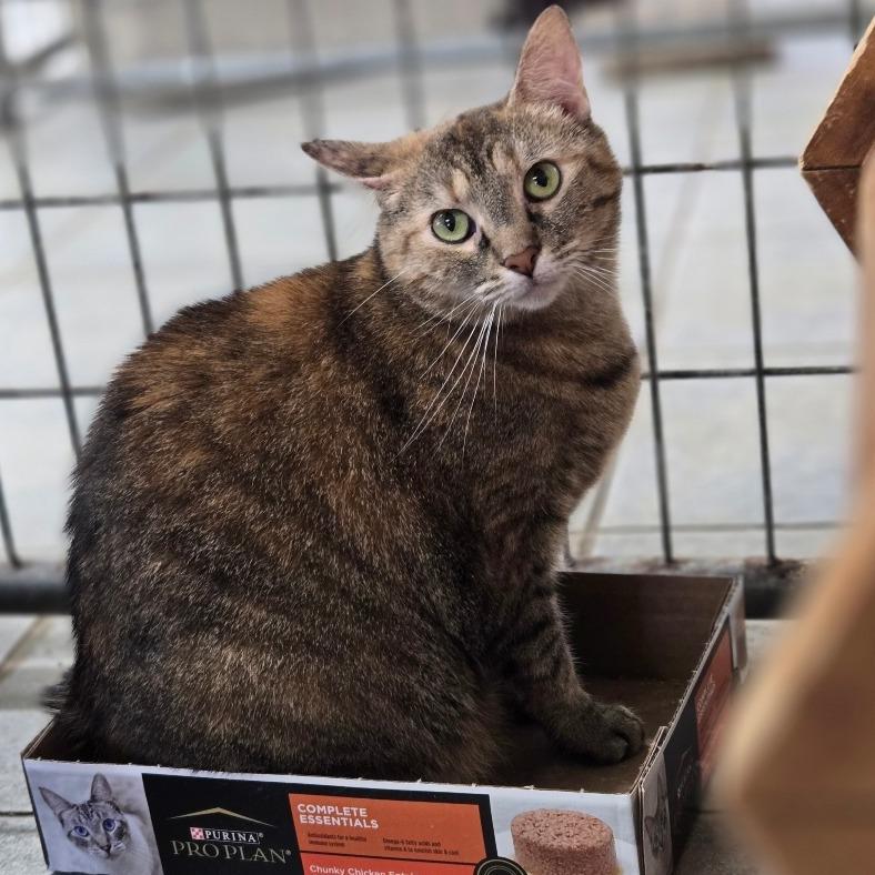 Cheyanne (Horseheads Petsmart), Adoptable, Adult Female Domestic Short Hair.