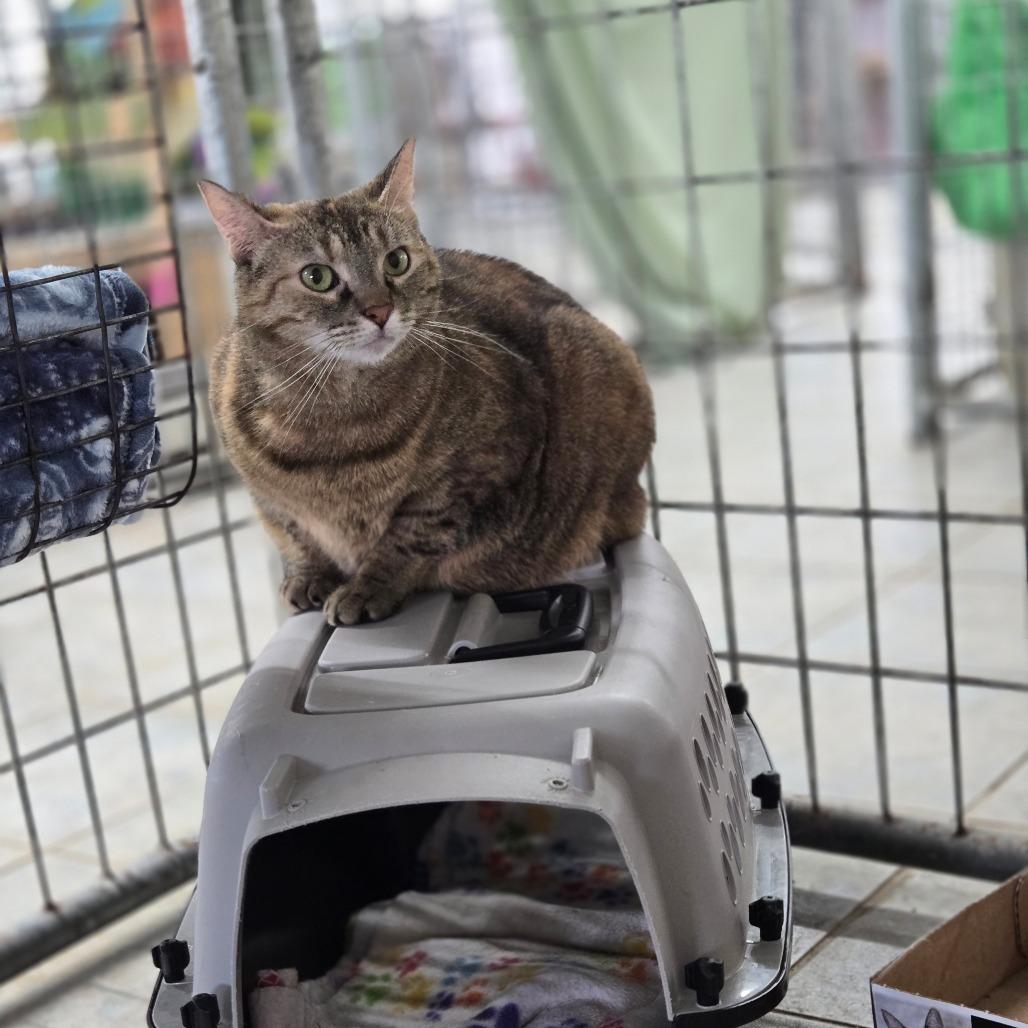 Enlarge Cheyanne (Horseheads Petsmart), a Adoptable Domestic Short Hair in East Smithfield , PA image 2/6