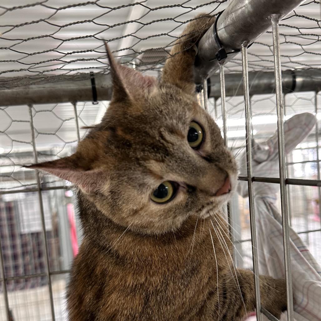 Enlarge Cheyanne (Horseheads Petsmart), a Adoptable Domestic Short Hair in East Smithfield , PA image 3/6