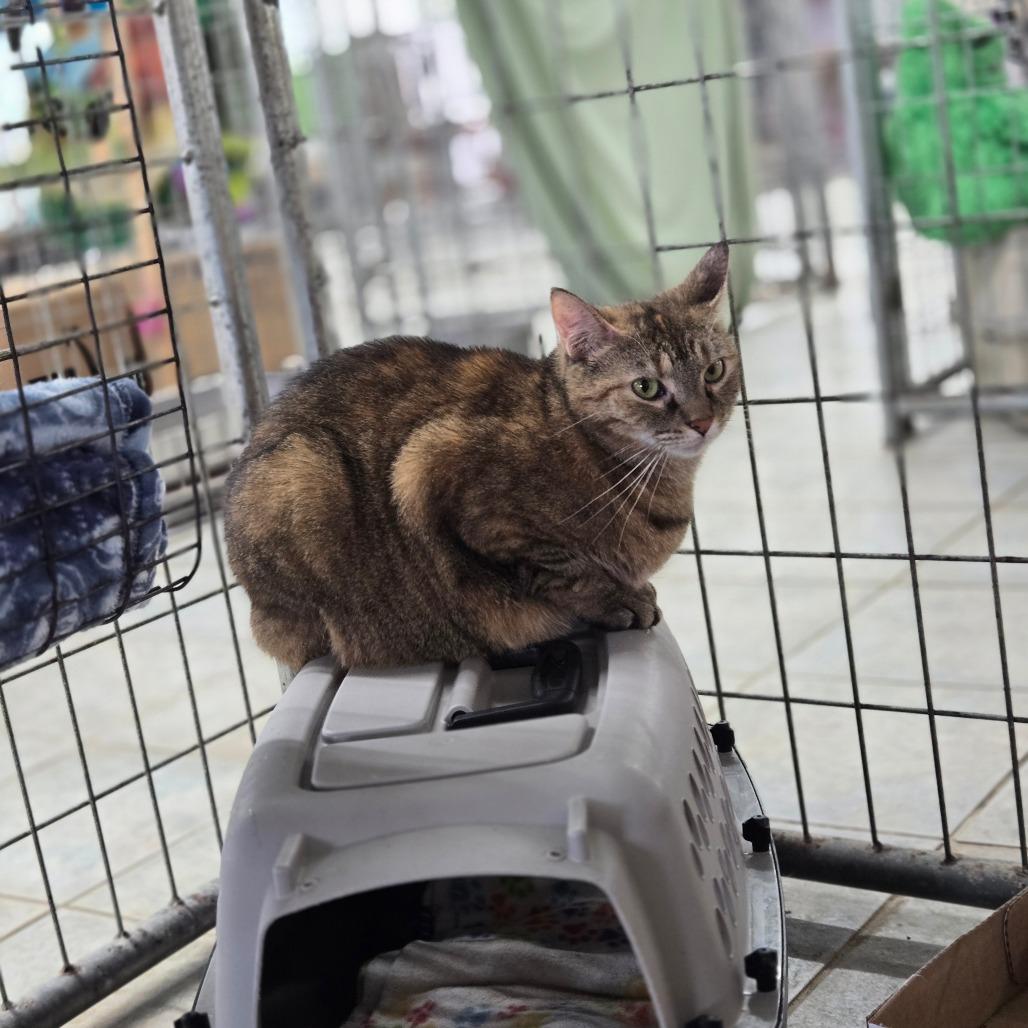 Enlarge Cheyanne (Horseheads Petsmart), a Adoptable Domestic Short Hair in East Smithfield , PA image 4/6