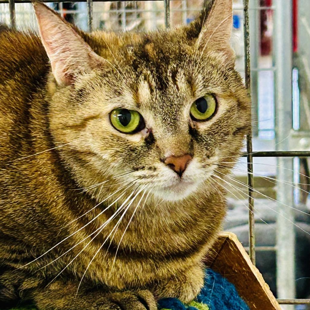 Enlarge Cheyanne (Horseheads Petsmart), a Adoptable Domestic Short Hair in East Smithfield , PA image 5/6