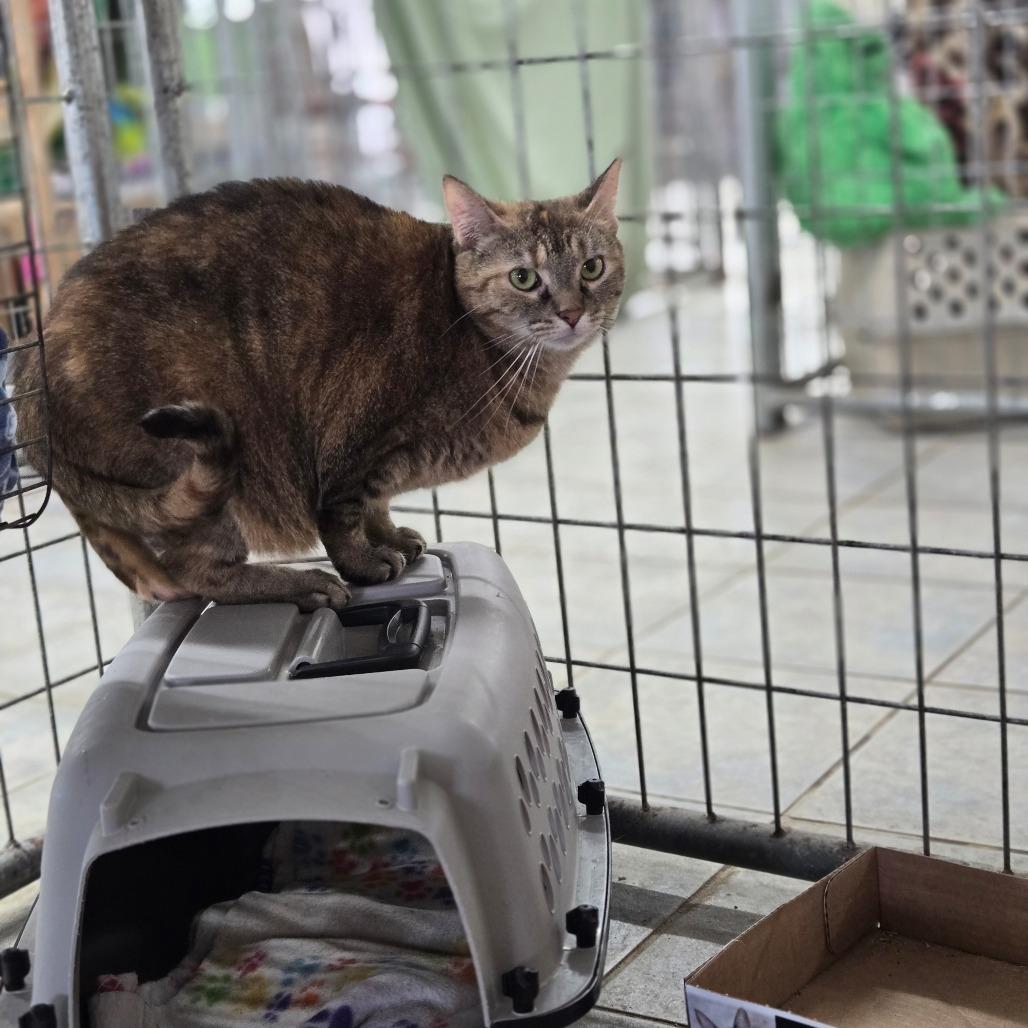 Enlarge Cheyanne (Horseheads Petsmart), a Adoptable Domestic Short Hair in East Smithfield , PA image 6/6