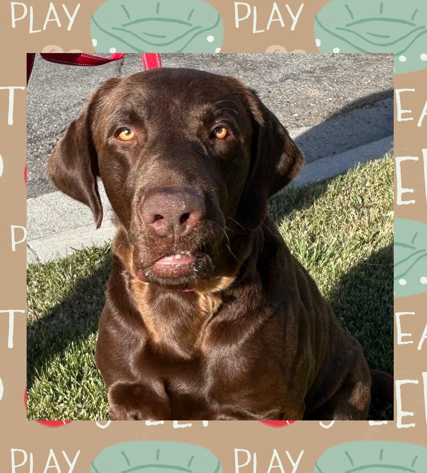 Enlarge Choco, a ADOPTABLE Chocolate Labrador Retriever in Santa Ana, CA image 2/3
