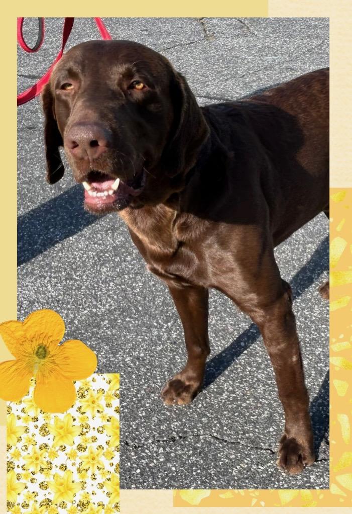 Enlarge Choco, a ADOPTABLE Chocolate Labrador Retriever in Santa Ana, CA image 3/3