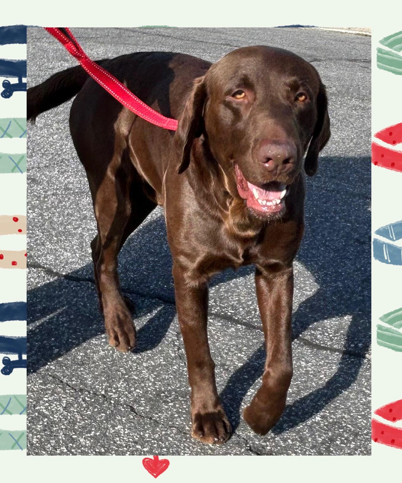 Choco, ADOPTABLE, Puppy Male Chocolate Labrador Retriever.
