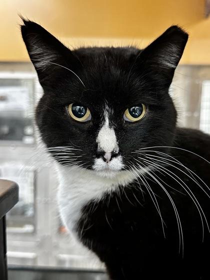 Enlarge Jimin, a Adoptable mixed breed in Wichita, KS image 1/2