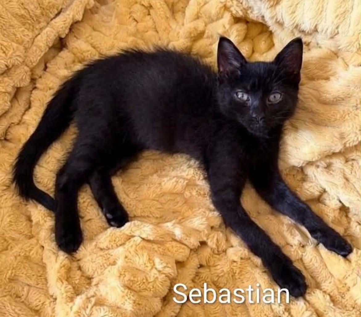 Sebastian - Adopted 7/4/26, an adopted mixed breed in Livonia, MI image 2/3