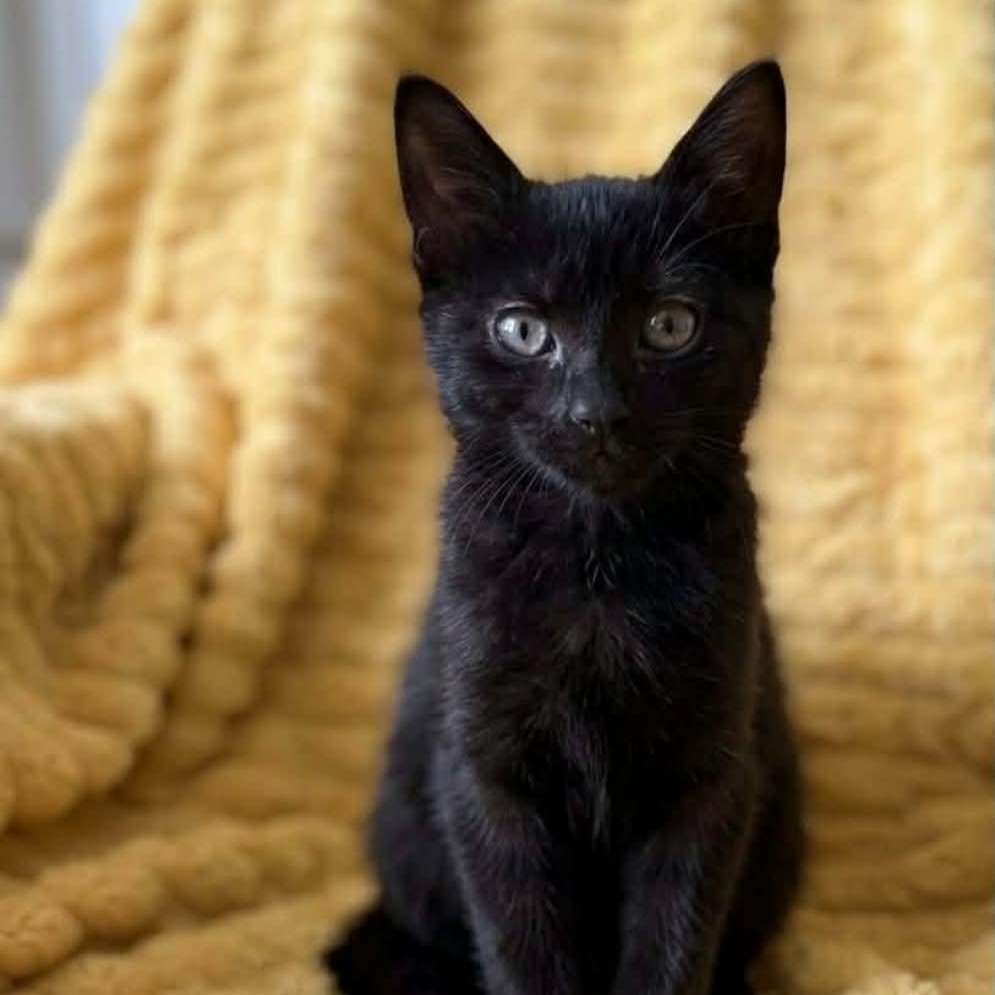 Sebastian - Adopted 7/4/26, adopted, Kitten Male Bombay & Domestic Short Hair.