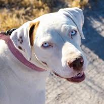 Enlarge Nala, a Adoptable Pointer in Grantsville, UT image 1/1