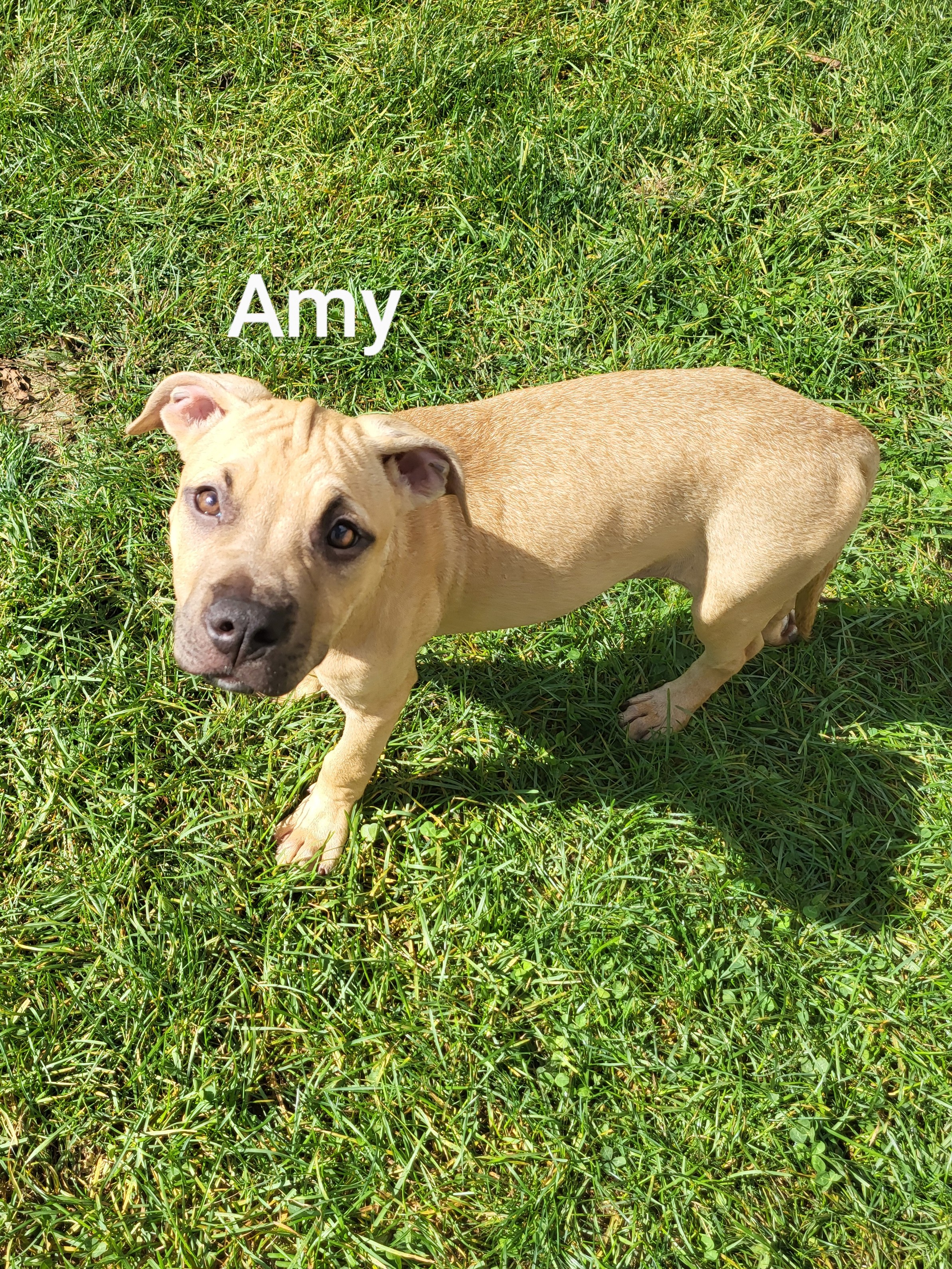 Dog for adoption Amy, a Boxer & Hound Mix in Lafayette, NJ Petfinder