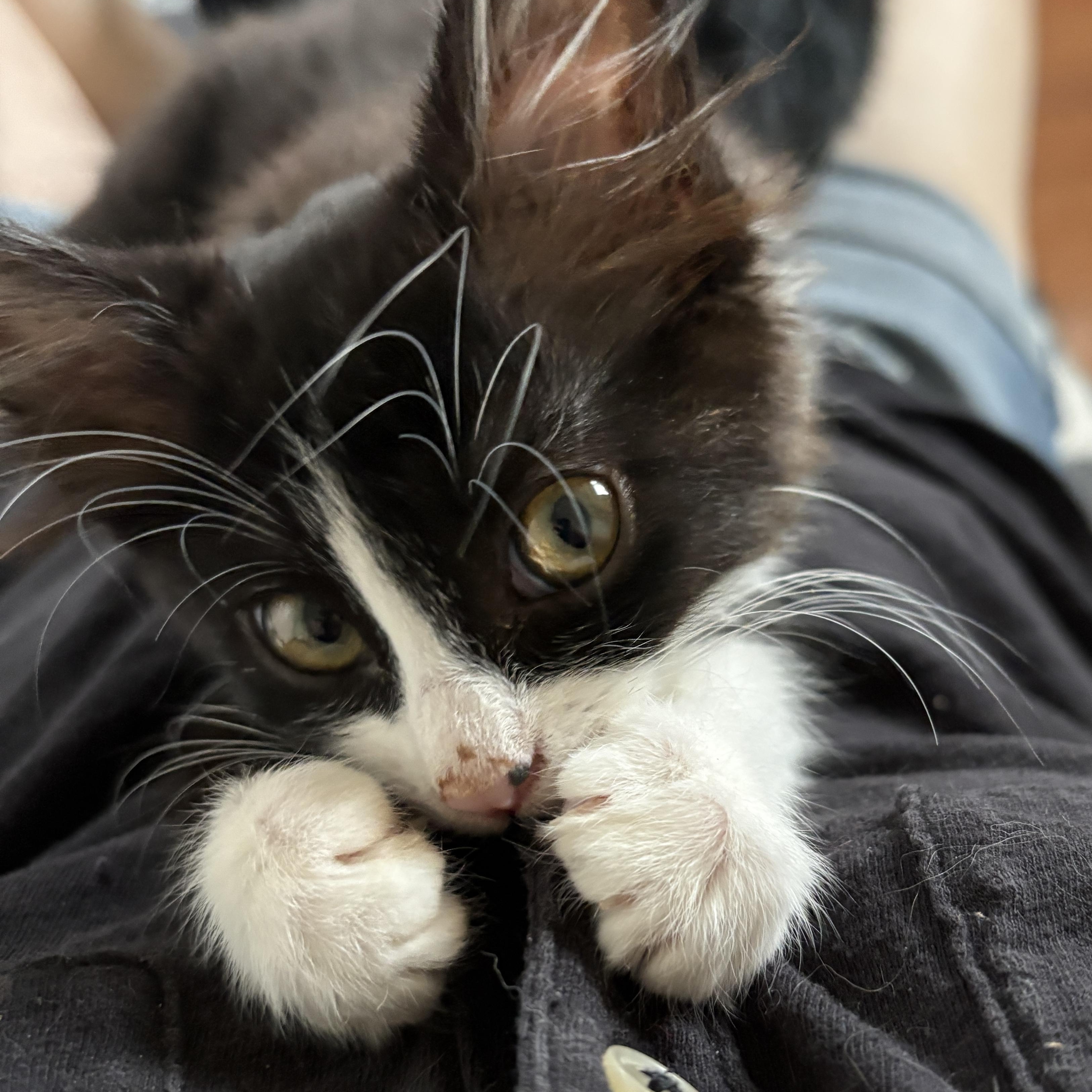 Enlarge Mercedes, a ADOPTABLE Domestic Medium Hair in Albuquerque, NM image 1/5