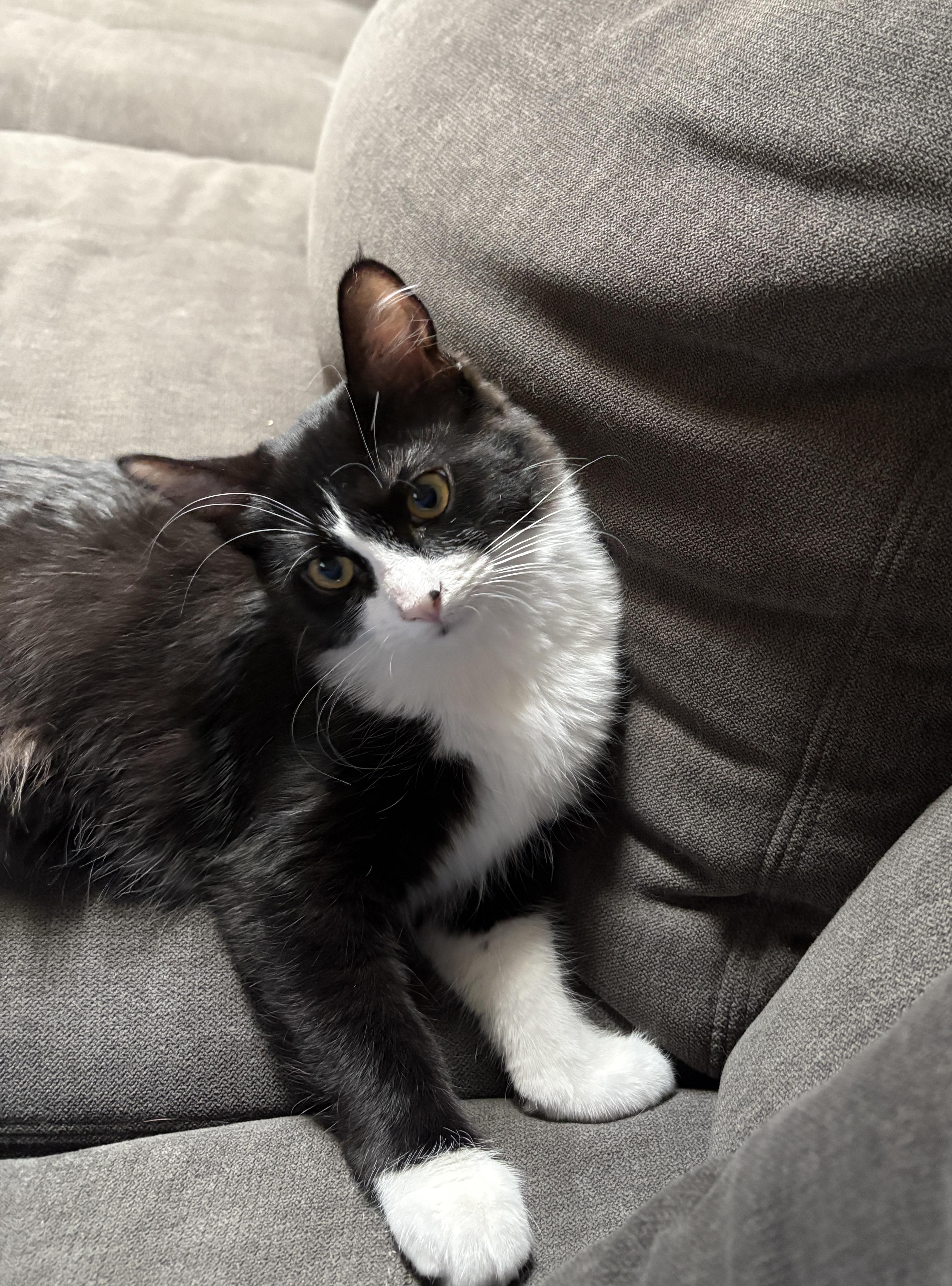 Mercedes, ADOPTABLE, Kitten Female Domestic Medium Hair.