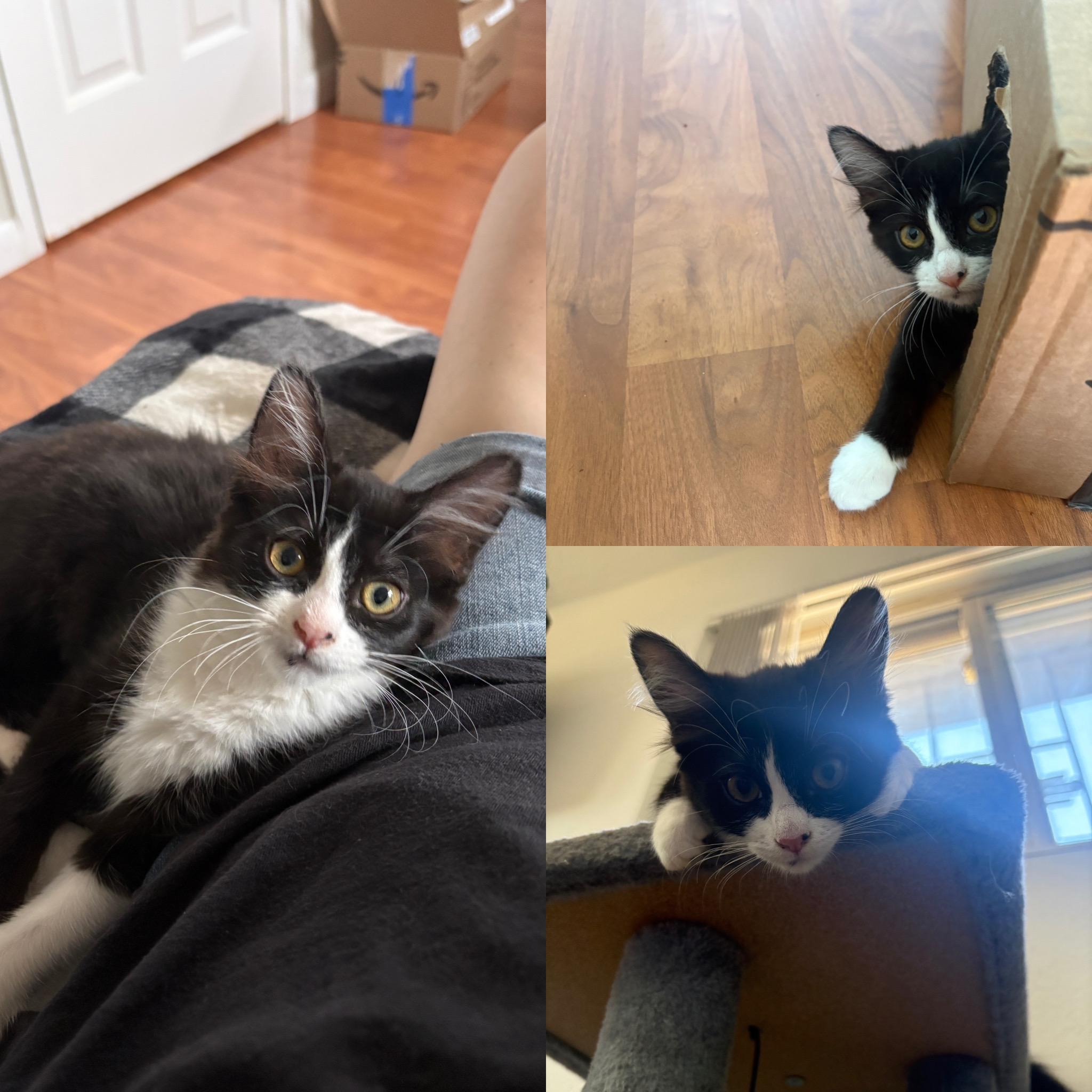 Enlarge Mercedes, a ADOPTABLE Domestic Medium Hair in Albuquerque, NM image 2/5