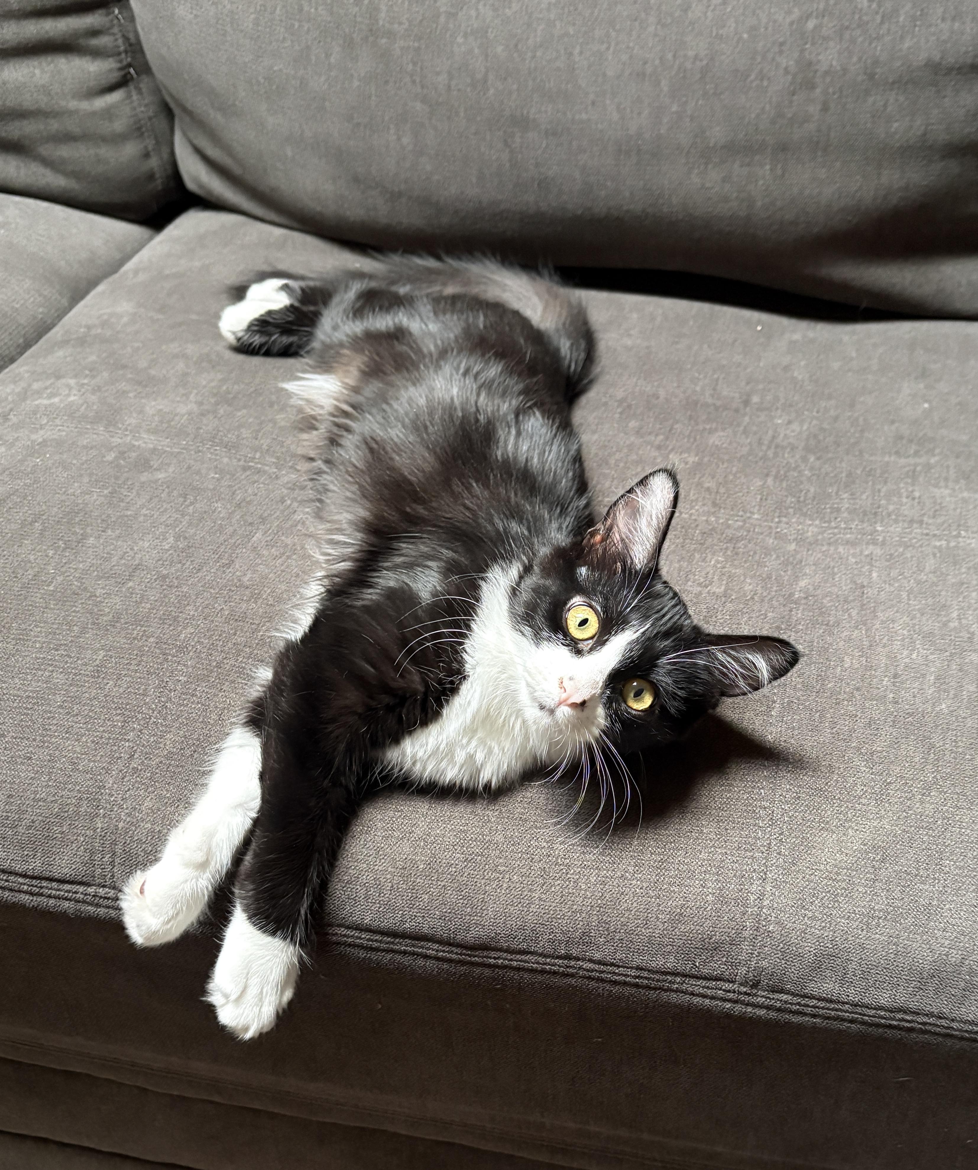 Enlarge Mercedes, a ADOPTABLE Domestic Medium Hair in Albuquerque, NM image 2/5