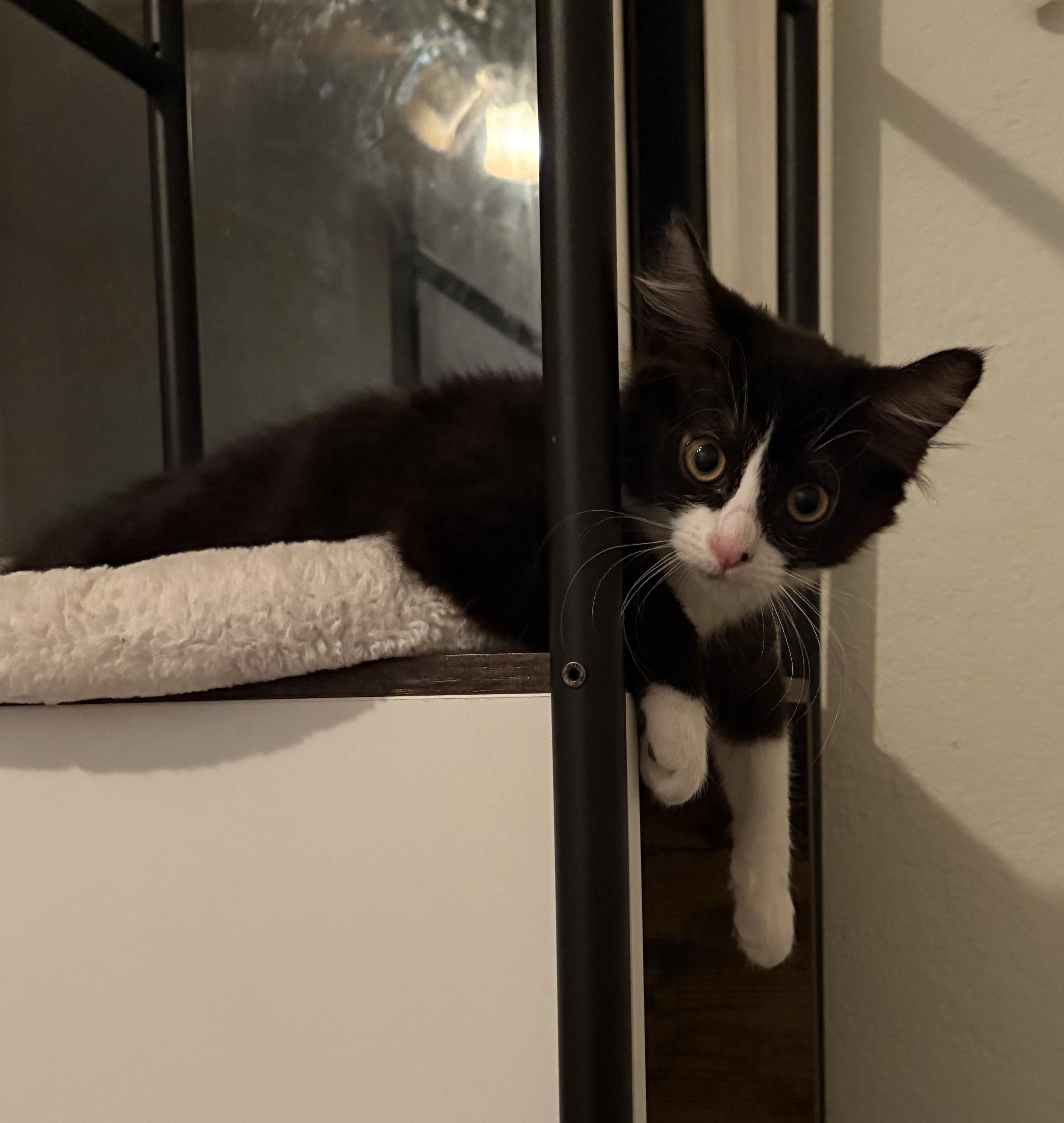 Enlarge Mercedes, a ADOPTABLE Domestic Medium Hair in Albuquerque, NM image 5/5