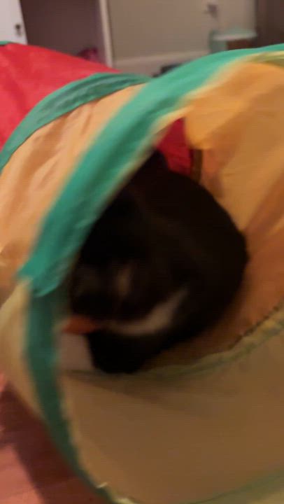 Enlarge Mercedes, a ADOPTABLE Domestic Medium Hair in Albuquerque, NM video 3/5