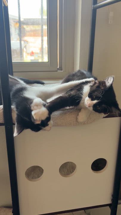 Enlarge Mercedes, a ADOPTABLE Domestic Medium Hair in Albuquerque, NM video 4/5
