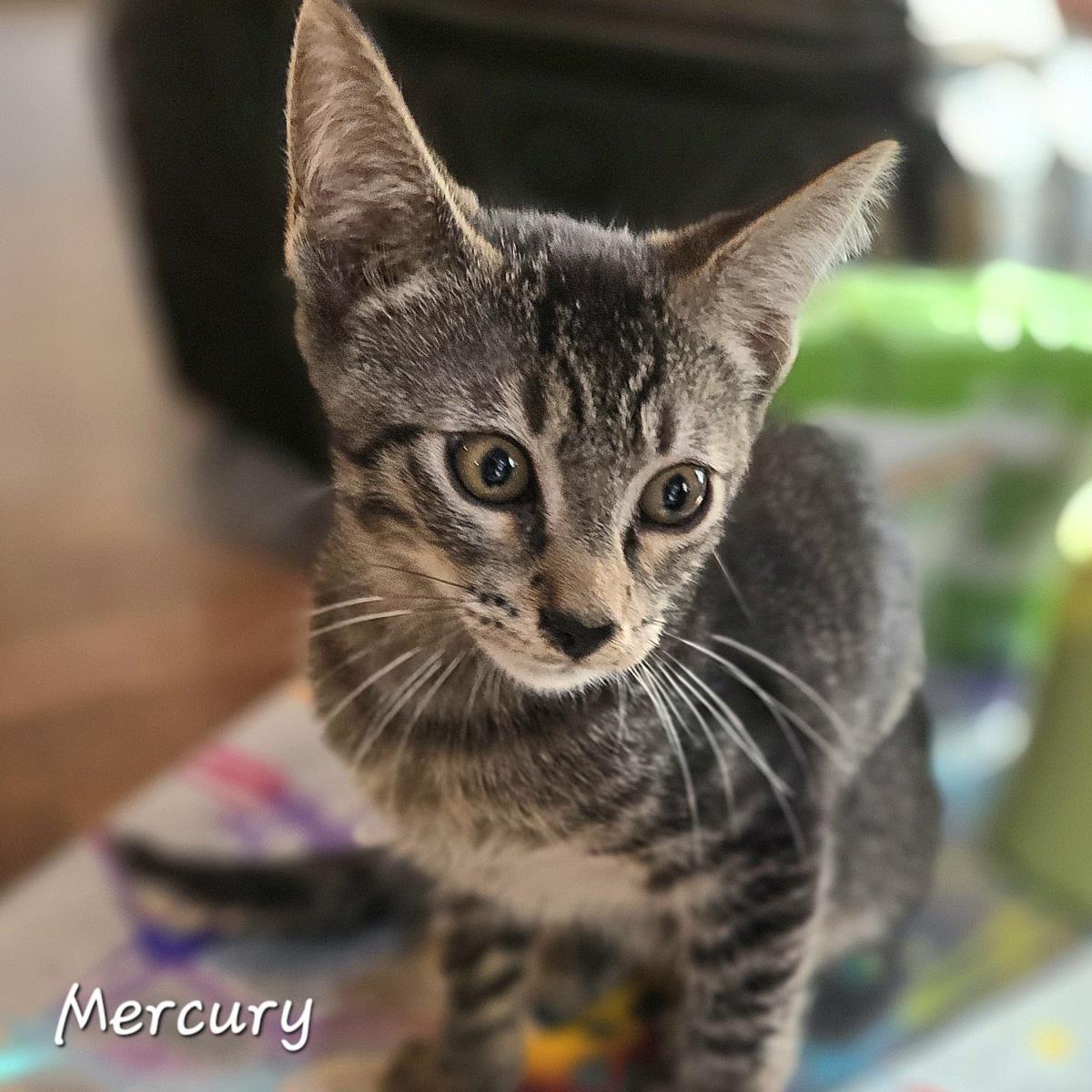 Mercury, Adoptable, Young Male Domestic Short Hair.