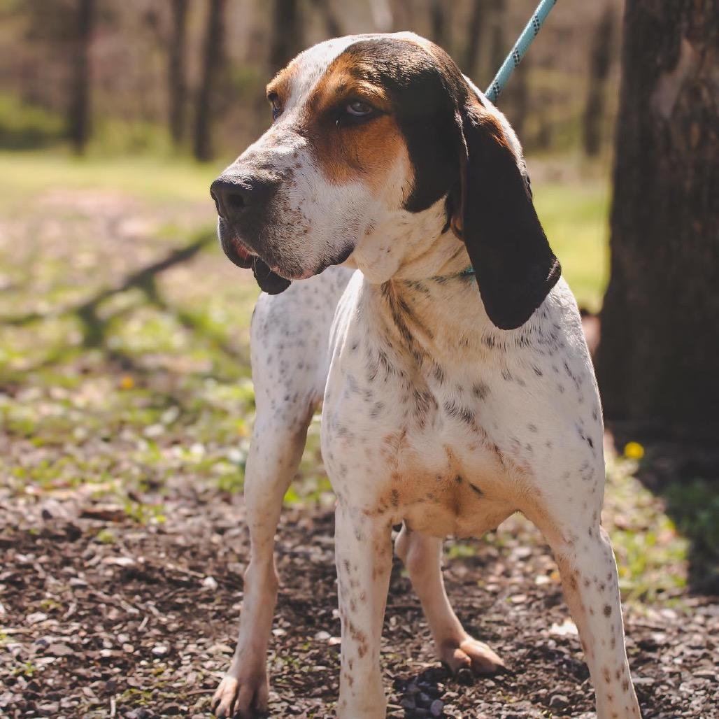 Bonnie, Adoptable, Adult Female Coonhound.