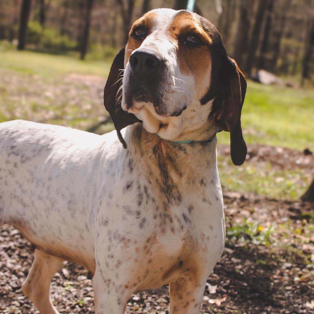Enlarge Bonnie, a Adoptable Coonhound in Princeton, KY image 2/4