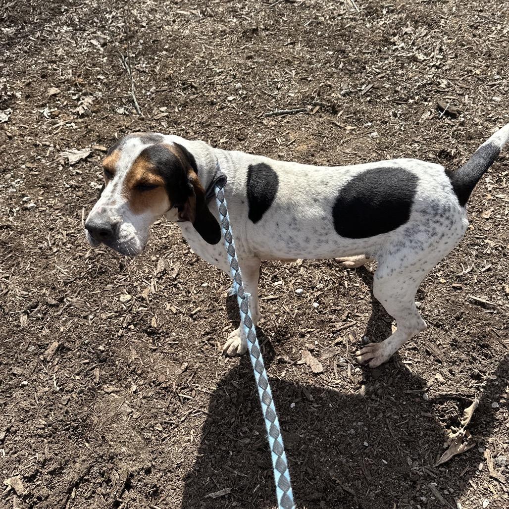 Enlarge Bonnie, a Adoptable Coonhound in Princeton, KY image 3/4