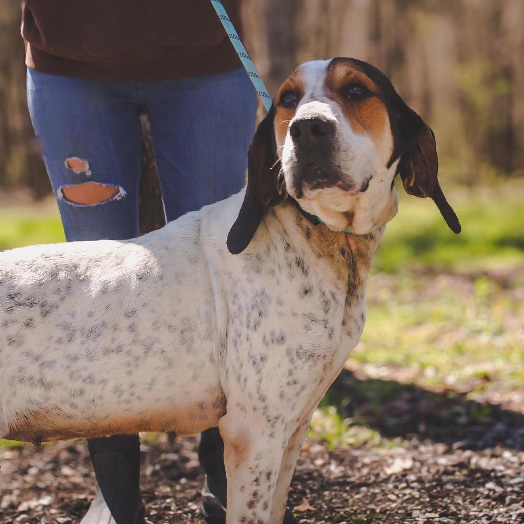 Enlarge Bonnie, a Adoptable Coonhound in Princeton, KY image 4/4