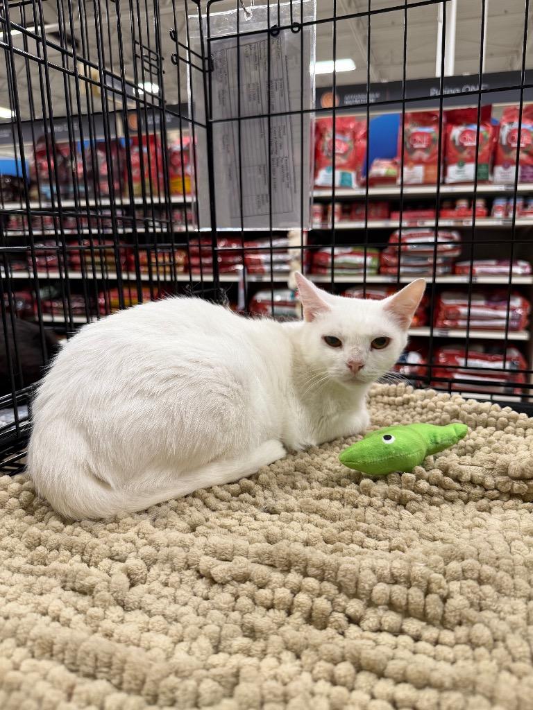 Rizzo, Adoptable, Young Female Domestic Short Hair.